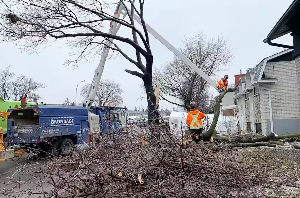 Arbres endommagés: du jamais vu pour les cols bleus